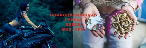 сатива Алзамай